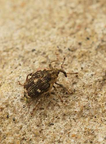 Small Nettle Weevil