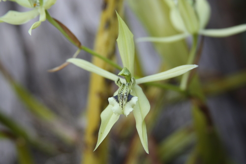 Coelogyne brachyptera