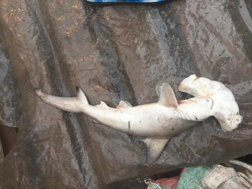 Scalloped Hammerhead