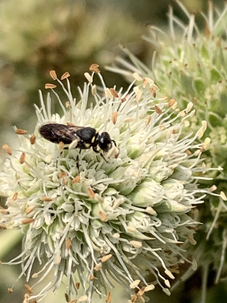 Colletidae
