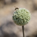 Allium commutatum - Photo 由 sylb 所上傳的 (c) sylb，保留所有權利