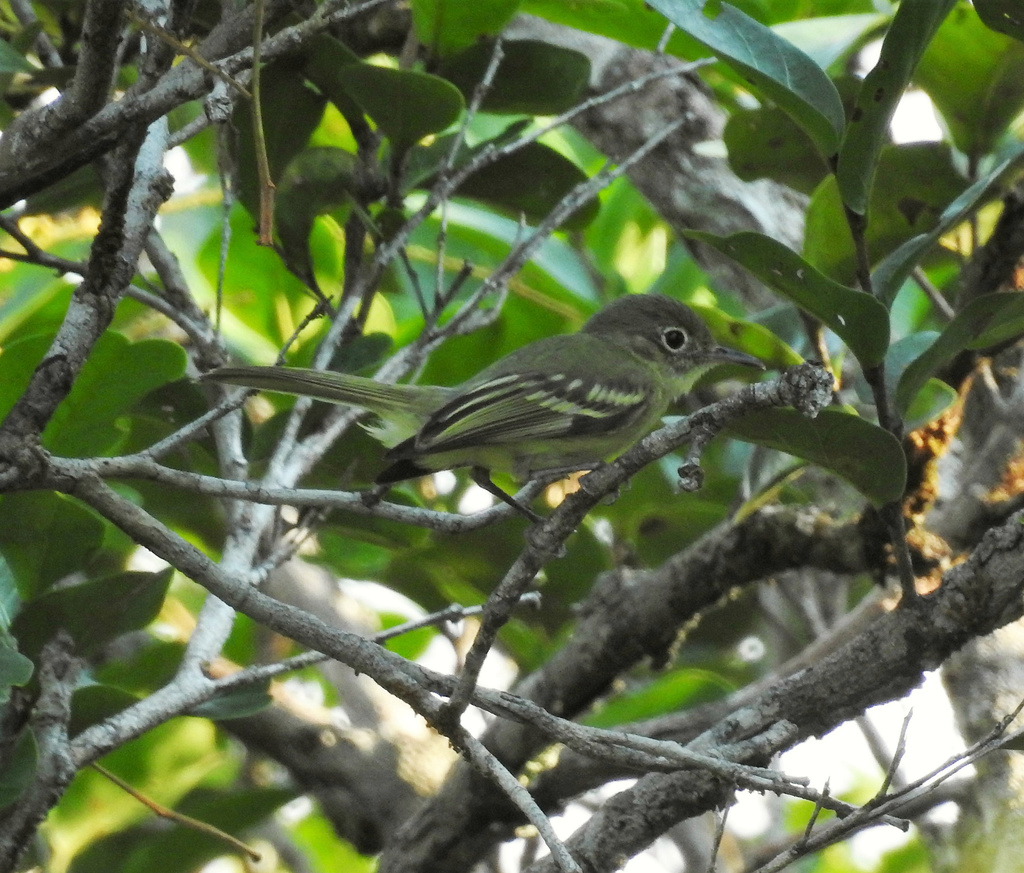 Olive-green Tyrannulet photo