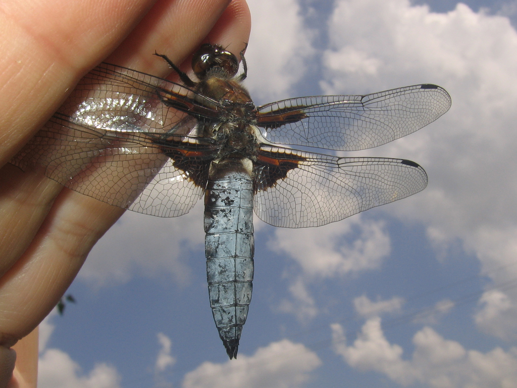 Бабка плоска (Odonata of Ukraine / Бабки України) · iNaturalist