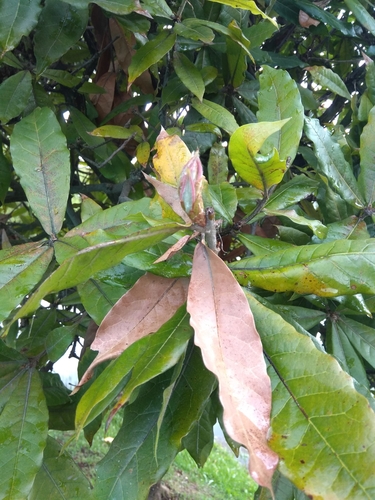 Quercus humboldtii image