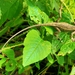 Kumaon Mountain Lizard - Photo (c) Babloo Farswan, all rights reserved, uploaded by Babloo Farswan