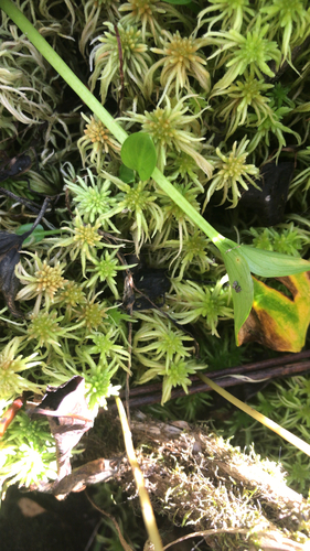 photo of Sphagnum Mosses (Sphagnum)