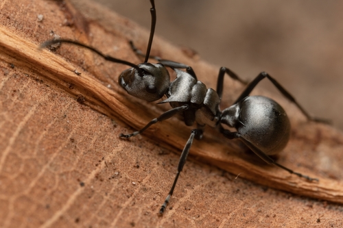 Militaris-group Spiny Sugar Ants