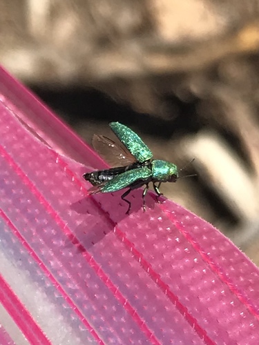 iNaturalist observation photo of Flatheaded Cone Borer