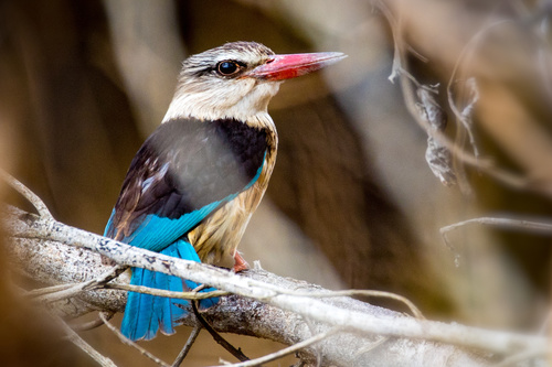 Southern Brown-hooded Kingfisher