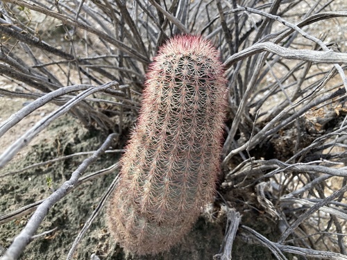 Texas rainbow cactus