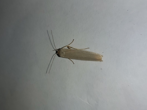 Eilema predotae