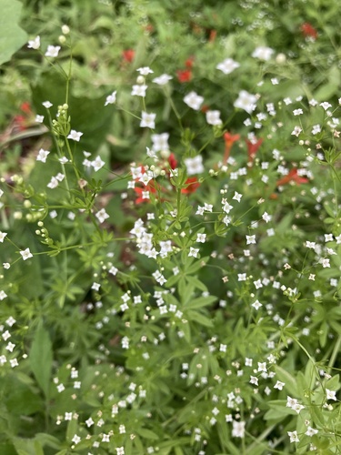 Galium mexicanum ssp. asperulum