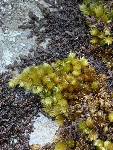 Myuriaceae