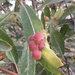 photo of Willow Apple Gall Sawfly (Pontania californica)
