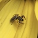 photo of Buttonhook Leaf-beetle Jumping Spider (Sassacus vitis)