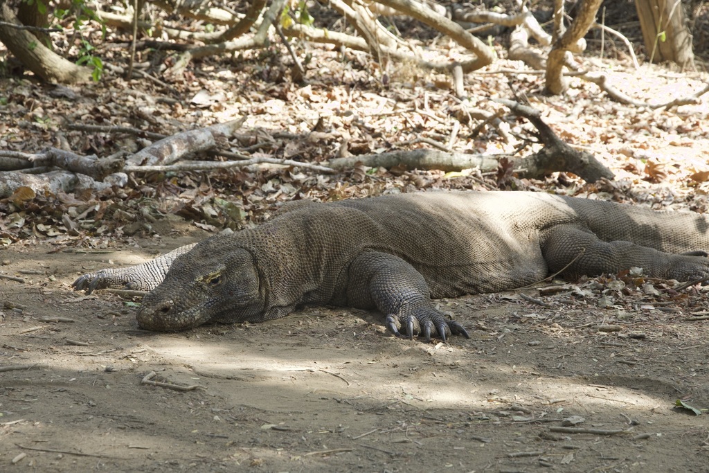 Komodo Dragon in June 2018 by Joshua Addesi · iNaturalist