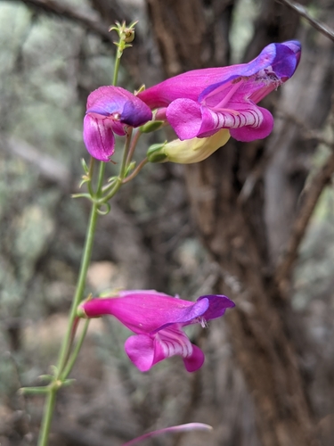 Penstemon barbatus var. trichander
