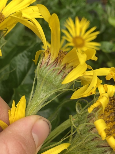 Seabeach Groundsel