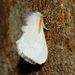 White Flannel Moth - Photo (c) Bala, all rights reserved, uploaded by Bala