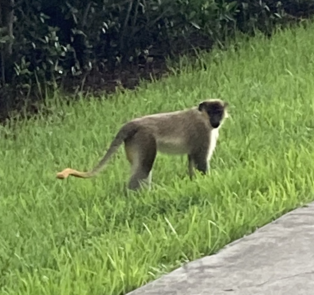 Green Monkey from SE Fifth Ave, Dania Beach, FL, US on June 19, 2020 at ...