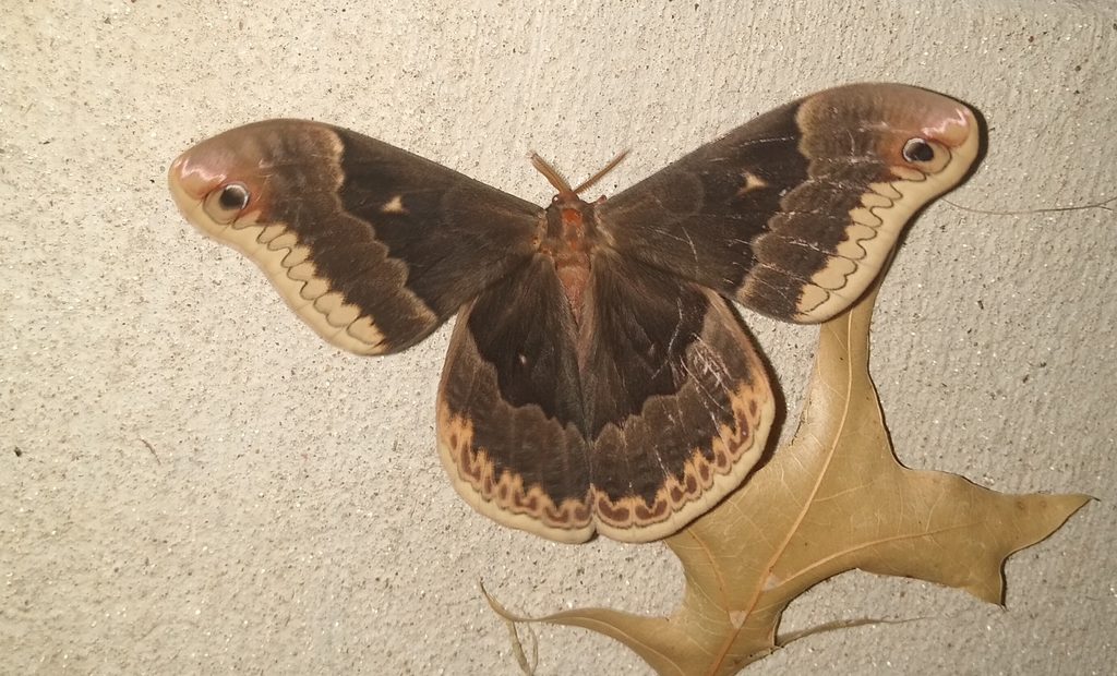 Tulip-tree Silkmoth from Memphis, TN 38134, USA on August 11, 2021 at ...