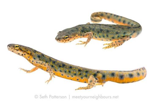 Black-spotted Newt