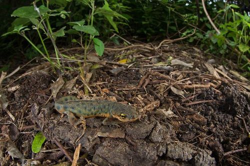 Black-spotted Newt