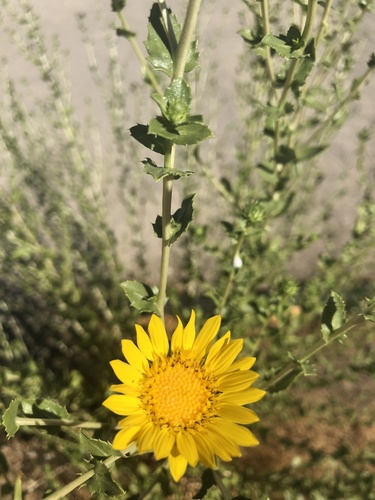 iNaturalist observation photo of gumplants
