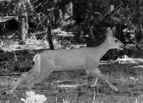 iNaturalist observation photo of Mule Deer