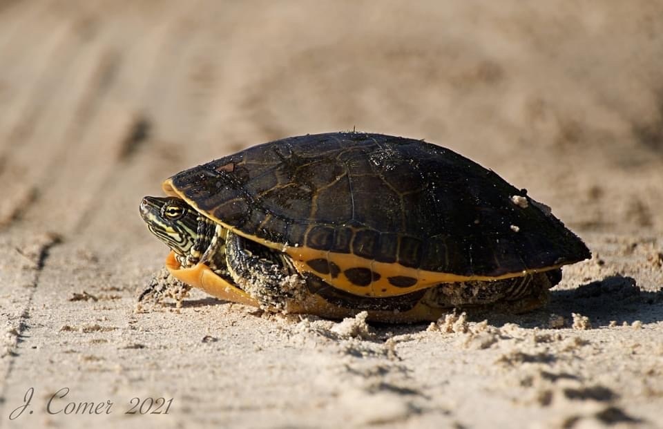 Chicken Turtle in August 2021 by Josh Comer · iNaturalist