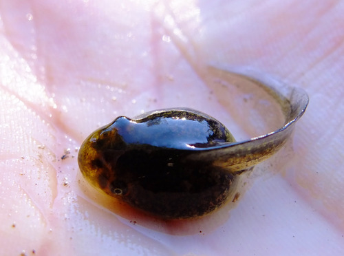 iNaturalist observation photo of Pacific chorus frog