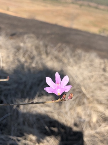Polystachya dendrobiiflora