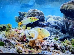 Threespot Wrasse