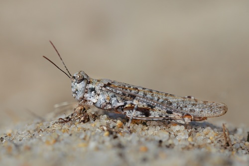 Sphingonotus imitans Brunner von Wattenwyl, 1882