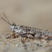 Algarve Sand Grasshopper - Photo (c) plemos, all rights reserved, uploaded by plemos