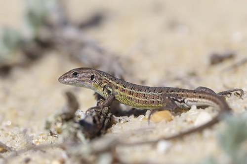 Western Psammodromus