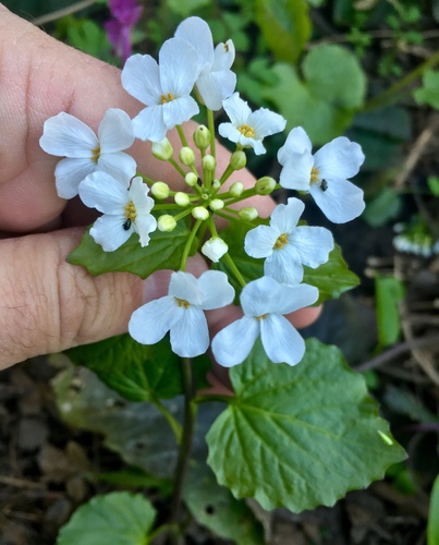 Caucasian Penny-cress