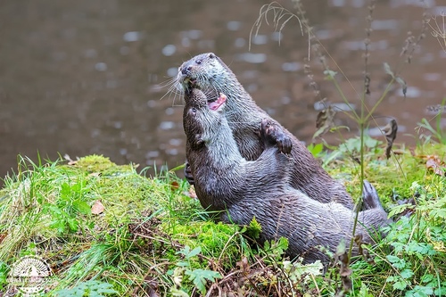 Eurasian Otter