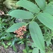Maianthemum racemosum - Photo (c) Ashley Offredi, todos os direitos reservados, uploaded by Ashley Offredi
