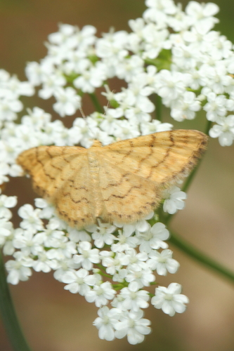 Idaea robiginata