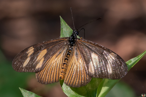 Lycoa Acraea