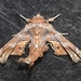 Eutelia adulatricoides - Photo (c) Roger C. Kendrick, todos los derechos reservados, subido por Roger C. Kendrick