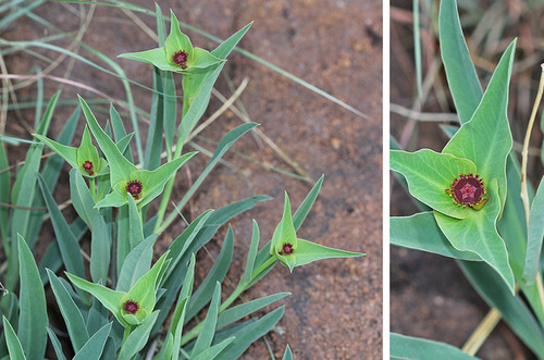 Euphorbia monteiroi