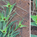 Euphorbia monteiroi ramosa - Photo (c) Warwick Tarboton, all rights reserved, uploaded by Warwick Tarboton