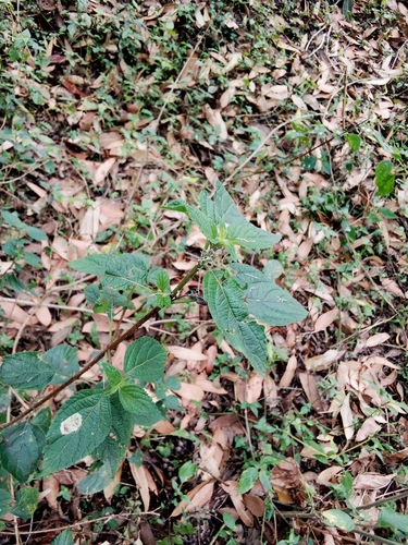 Verbenaceae image