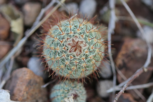 Parodia tenuicylindrica · iNaturalist
