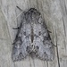 Purple Arches Moth - Photo (c) Paul Judson, all rights reserved, uploaded by Paul Judson
