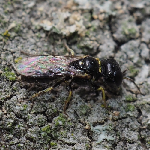 Lindenius pygmaeus · iNaturalist