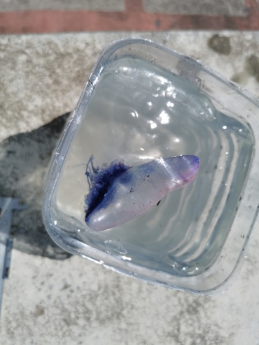 photo of Portuguese Man O' War (Physalia physalis)