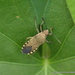 Catorhintha guttula - Photo (c) Juan Carlos Garcia Morales, todos los derechos reservados, subido por Juan Carlos Garcia Morales